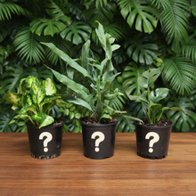Load image into Gallery viewer, Low Light Plants Pack (3 Assorted Plants) - 100mm