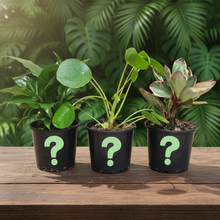 Load image into Gallery viewer, Beginner Friendly Plants Pack (3 Assorted Plants) - 100mm
