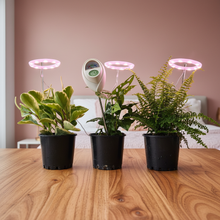Load image into Gallery viewer, Plants on Wooden Table - Close Up
