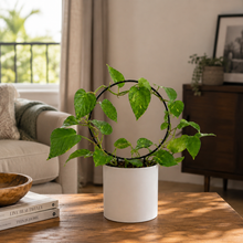 Load image into Gallery viewer, Black Iron Plant Trellis - Ring (22.5x34cmH)