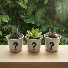 Load image into Gallery viewer, Succulent trio on wooden desk - square format