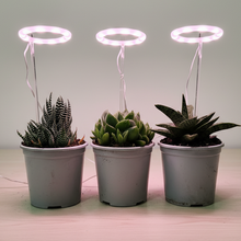 Load image into Gallery viewer, Succulents with LED grow lights on wooden table