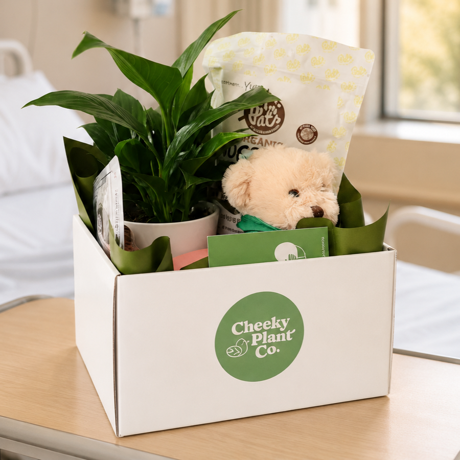 Sydney Southwest Private Hospital Flower Delivery