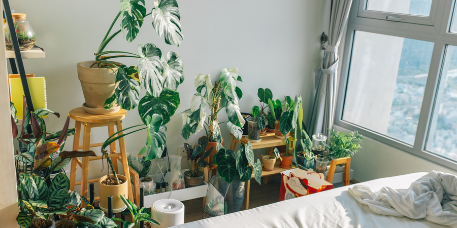 Bedroom Plant Gifts
