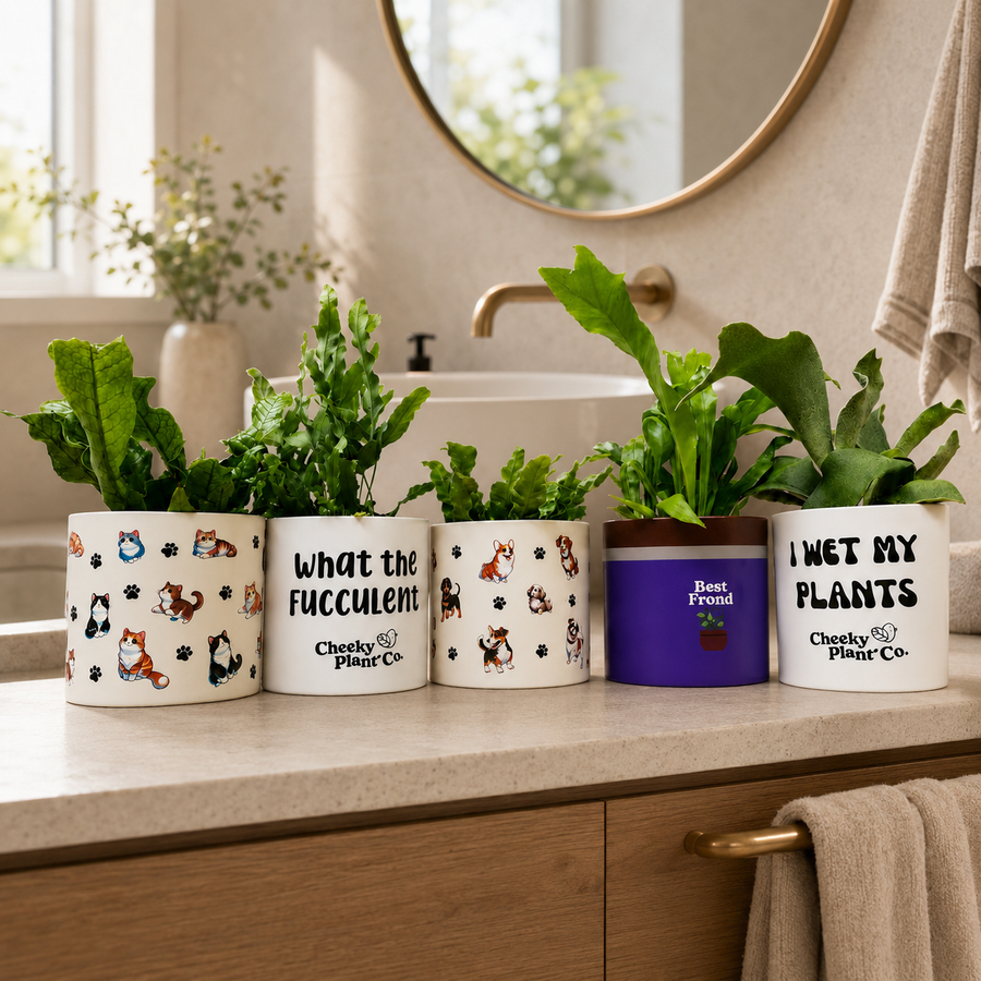 Plant Pots and Planters