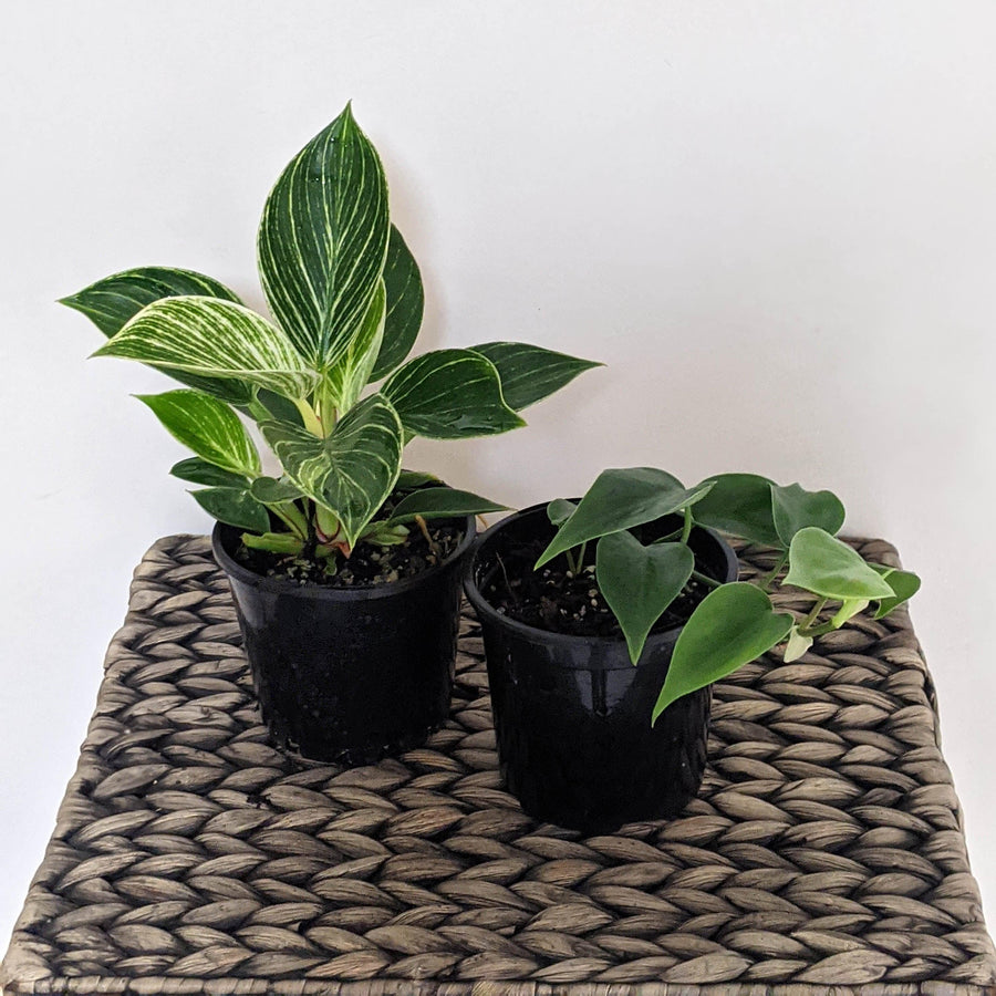 Philodendrons for Sale