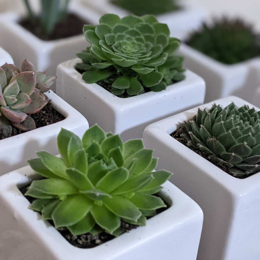 Plant Favours - Sydney
