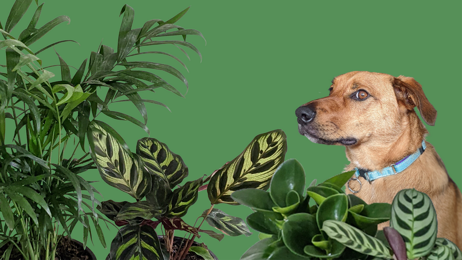Pets / Cat Lovers / Dog Lovers Plant Gifts