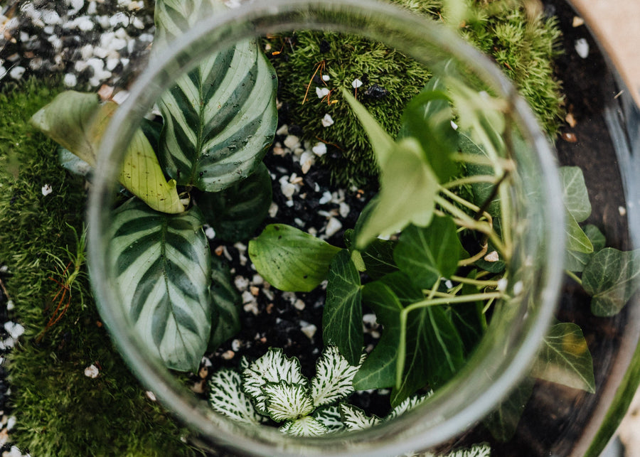 Terrarium Plants
