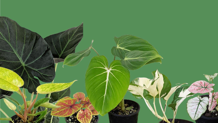 Rare Tropical Plants Australia