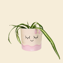 Load image into Gallery viewer, Assorted Potted Plant - CHOOSE YOUR CHEEKY POT - Sydney Only
