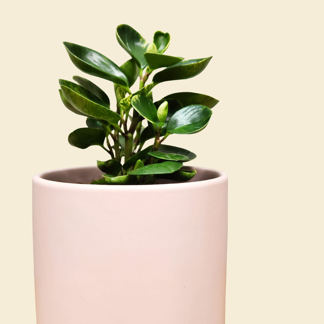 Assorted Indoor Plant in Light Pink Ceramic Pot (18cmDx18.5cmH) - Sydney Only