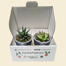 Load image into Gallery viewer, Assorted Potted Succulent Duo

