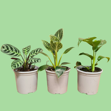 Load image into Gallery viewer, 3 Plants + 2 Headed White Grow Lights - Starter Bundle
