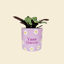 Load image into Gallery viewer, Assorted Potted Plant - CHOOSE YOUR CHEEKY POT - Sydney Only
