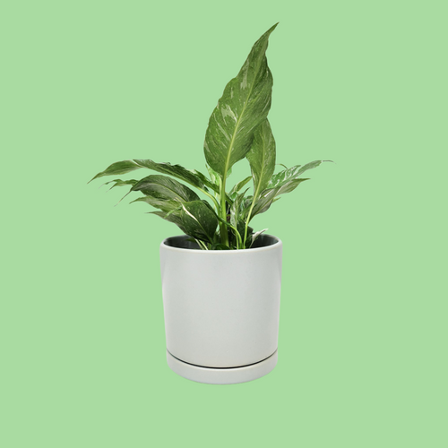 Assorted Indoor Plant in Sea Foam Ceramic Pot (15cmDx15cmH) - Sydney Only