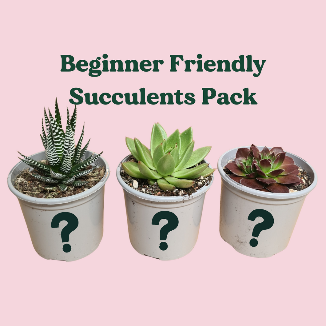 Beginner Friendly Succulents Pack (3 Assorted Succulents) - 100mm