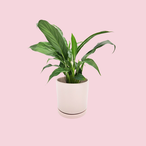 Spathiphyllum Peace Lily - 150mm Ceramic Pot - Light Pink - Sydney Only
