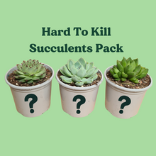 Load image into Gallery viewer, Hard to Kill Succulents Pack (3 Assorted Succulents) - 100mm
