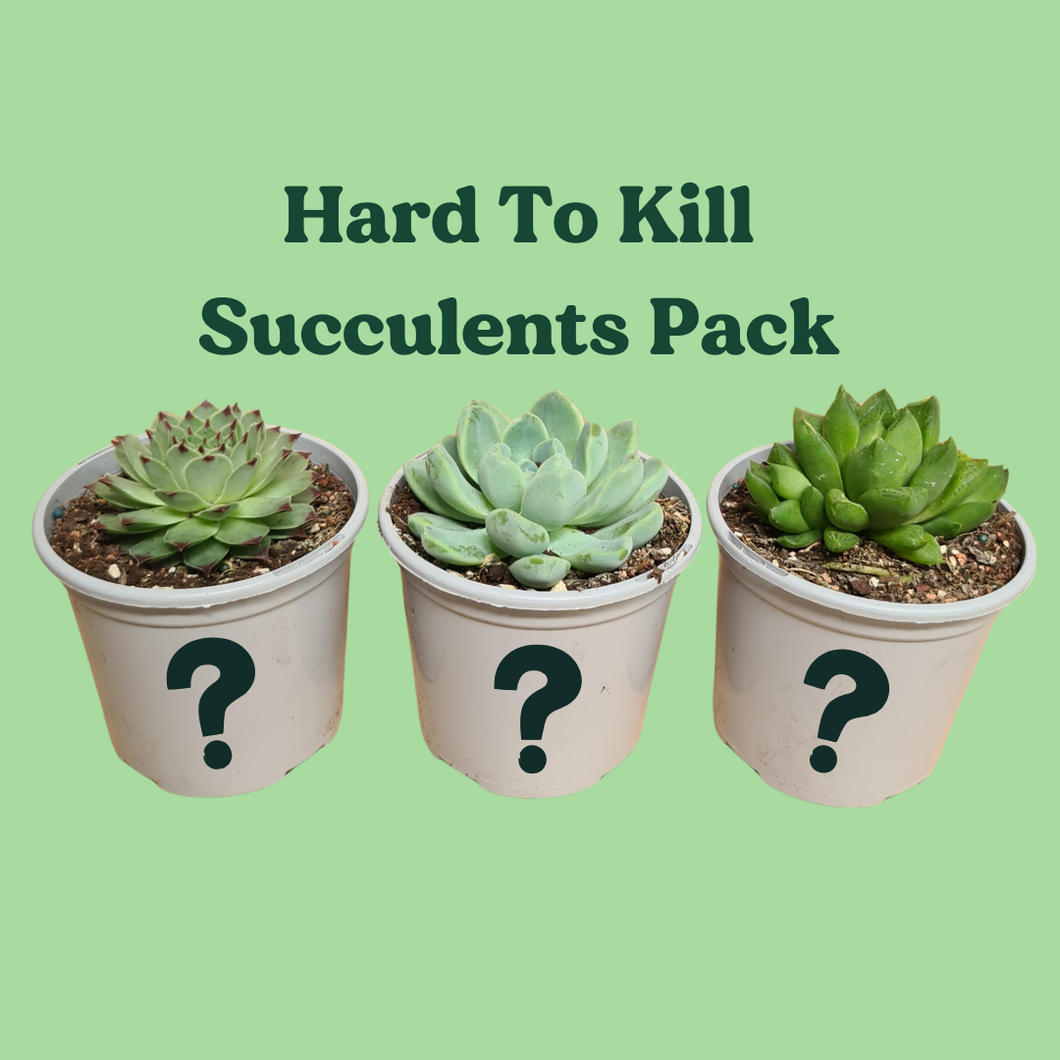 Hard to Kill Succulents Pack (3 Assorted Succulents) - 100mm