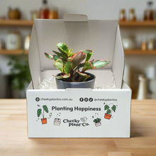 Load image into Gallery viewer, Assorted Potted Houseplant Single
