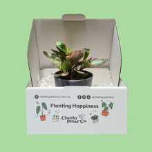 Load image into Gallery viewer, Assorted Potted Houseplant Single
