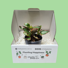 Load image into Gallery viewer, Assorted Potted Houseplant Single
