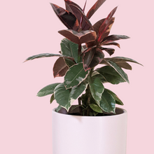 Load image into Gallery viewer, Ficus elastica Ruby (Rubber Tree Plant) - 180mm Ceramic Pot - Sydney Only
