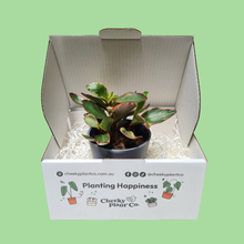 Load image into Gallery viewer, Assorted Potted Houseplant Single
