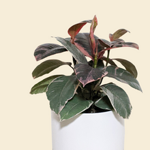 Load image into Gallery viewer, Ficus elastica Ruby (Rubber Tree Plant) - 180mm Ceramic Pot - Sydney Only
