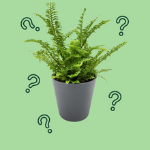 Load image into Gallery viewer, Assorted Potted Houseplant Single
