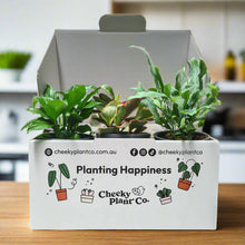 Load image into Gallery viewer, Assorted Potted Houseplant Trio
