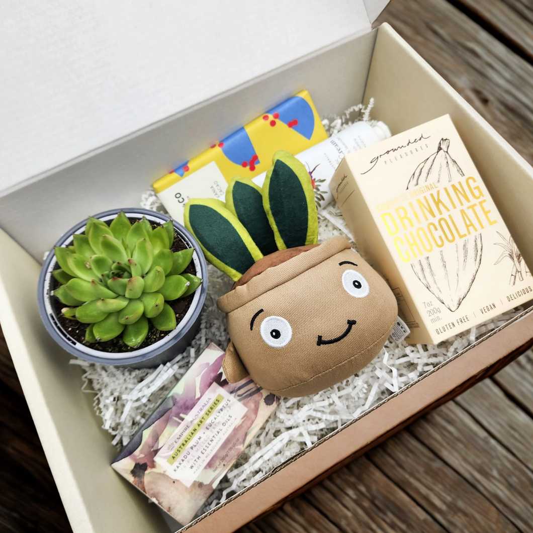 Pamper - Succulent Hamper / Succulent Gift Box