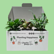 Load image into Gallery viewer, Assorted Potted Houseplant Trio
