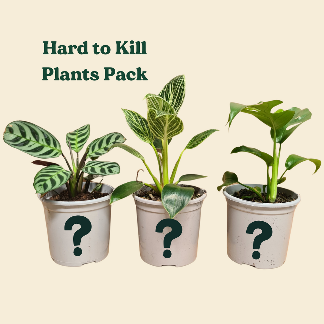 Hard to Kill Plants Pack (3 Assorted Plants) - 100mm - Sydney Only