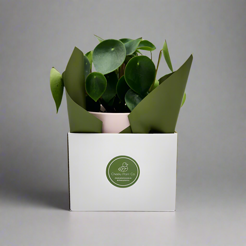 Office / Business / Company Plant Gift - Sydney Only