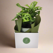 Load image into Gallery viewer, Office / Business / Company Plant Gift - Sydney Only
