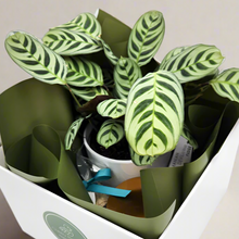 Load image into Gallery viewer, Client Welcome Gift Hamper - Sydney Only
