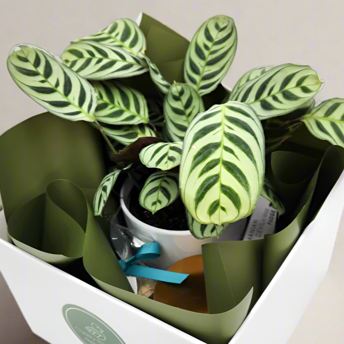 Client Welcome Gift Hamper - Sydney Only