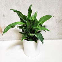 Load image into Gallery viewer, Spathiphyllum Peace Lily - 180mm Ceramic Pot - Sydney Only
