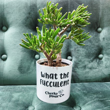 Load image into Gallery viewer, All-Out WTF - Plant Lover Bundle
