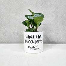 Load image into Gallery viewer, Assorted Indoor Plant in 'What the Fucculent' Pot (12.5cmDx12cmH) - Sydney Only
