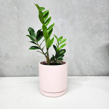 Load image into Gallery viewer, Assorted Indoor Plant in Light Pink Ceramic Pot (18cmDx18.5cmH) - Sydney Only
