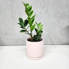 Load image into Gallery viewer, Assorted Indoor Plant in Light Pink Ceramic Pot (18cmDx18.5cmH) - Sydney Only
