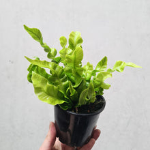 Load image into Gallery viewer, Asplenium Nidus &#39;Crispy Wave&#39; - Bird&#39;s Nest Fern - 100mm

