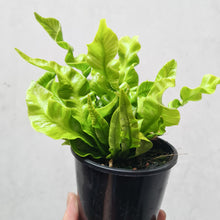 Load image into Gallery viewer, Asplenium Nidus &#39;Crispy Wave&#39; - Bird&#39;s Nest Fern - 100mm
