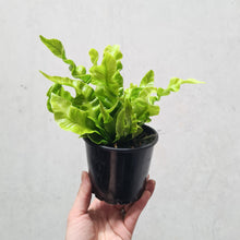 Load image into Gallery viewer, Asplenium Nidus &#39;Crispy Wave&#39; - Bird&#39;s Nest Fern - 100mm
