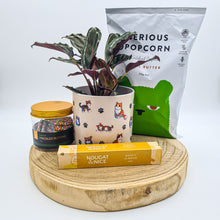 Load image into Gallery viewer, Cat Lovers - Pet Friendly Plant Gift Hamper - Sydney Only
