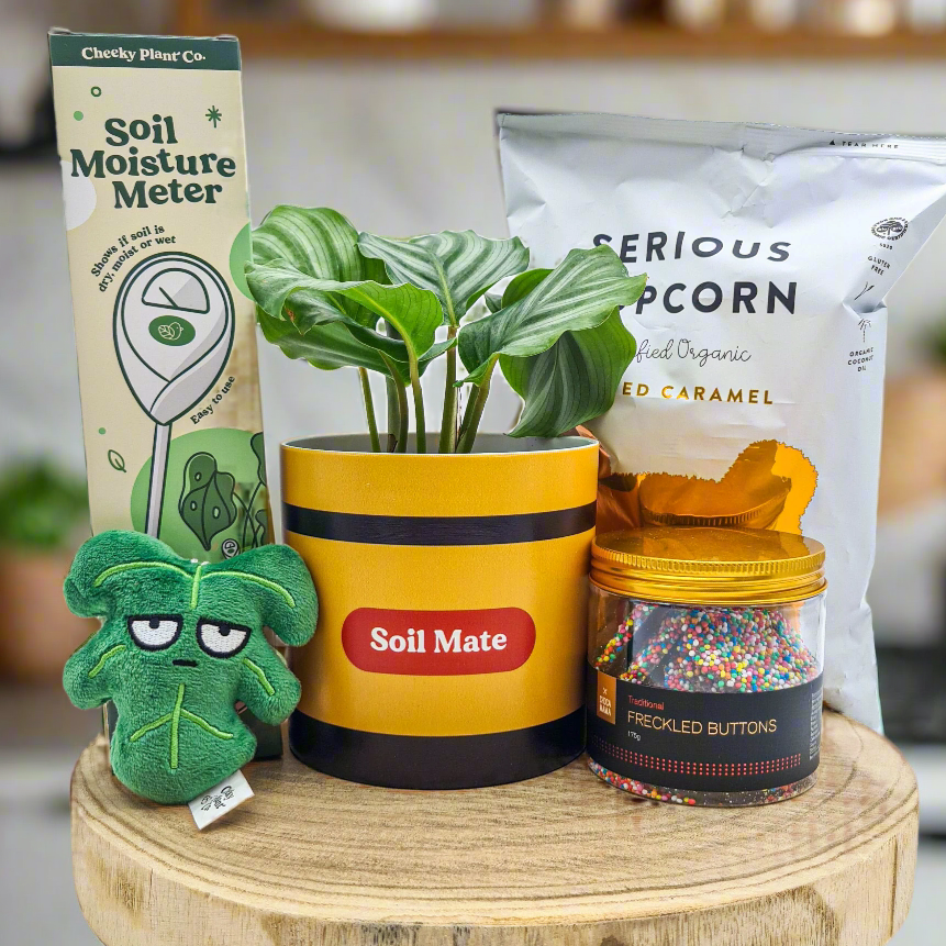 Soil Mate Birthday Plant Gift Hamper - Sydney Only