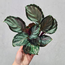 Load image into Gallery viewer, Calathea Northern Sky - 100mm
